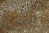 Polished Dinosaur Bone (Gembone) Slab - Utah #151468-1